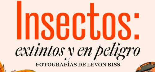 La exposición “Insectos: extintos y en peligro” está por llegar a Mexicali